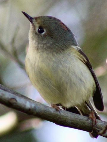 ruby crowned kinglet